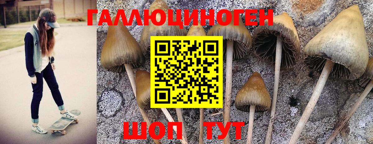 Псилоцибиновые грибы Psilocybine cubensis Клинцы