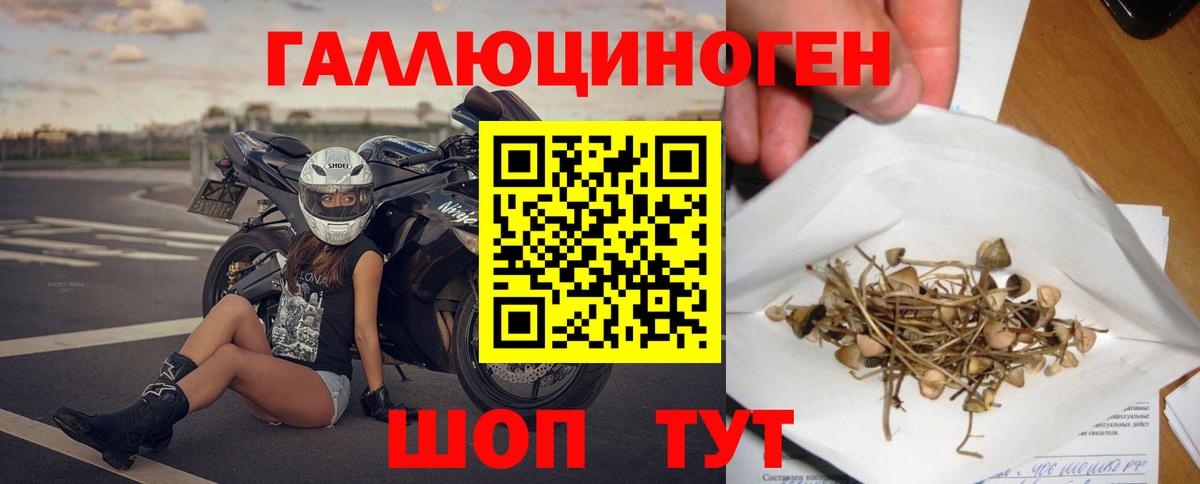 Клинцы  Галлюциногенные грибы Psilocybine cubensis  Вход с VPN 